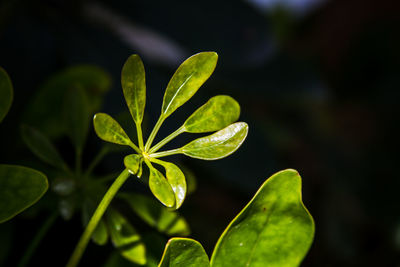 Close-up of fresh green plant