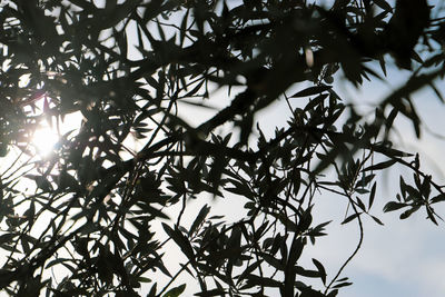 Low angle view of silhouette tree against sky