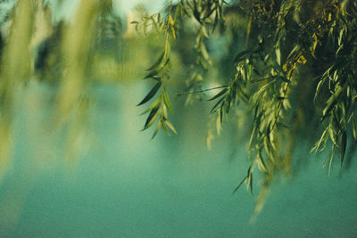 Reflection of trees in water