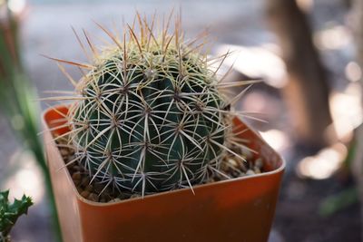 Close-up of cactus plant in pot