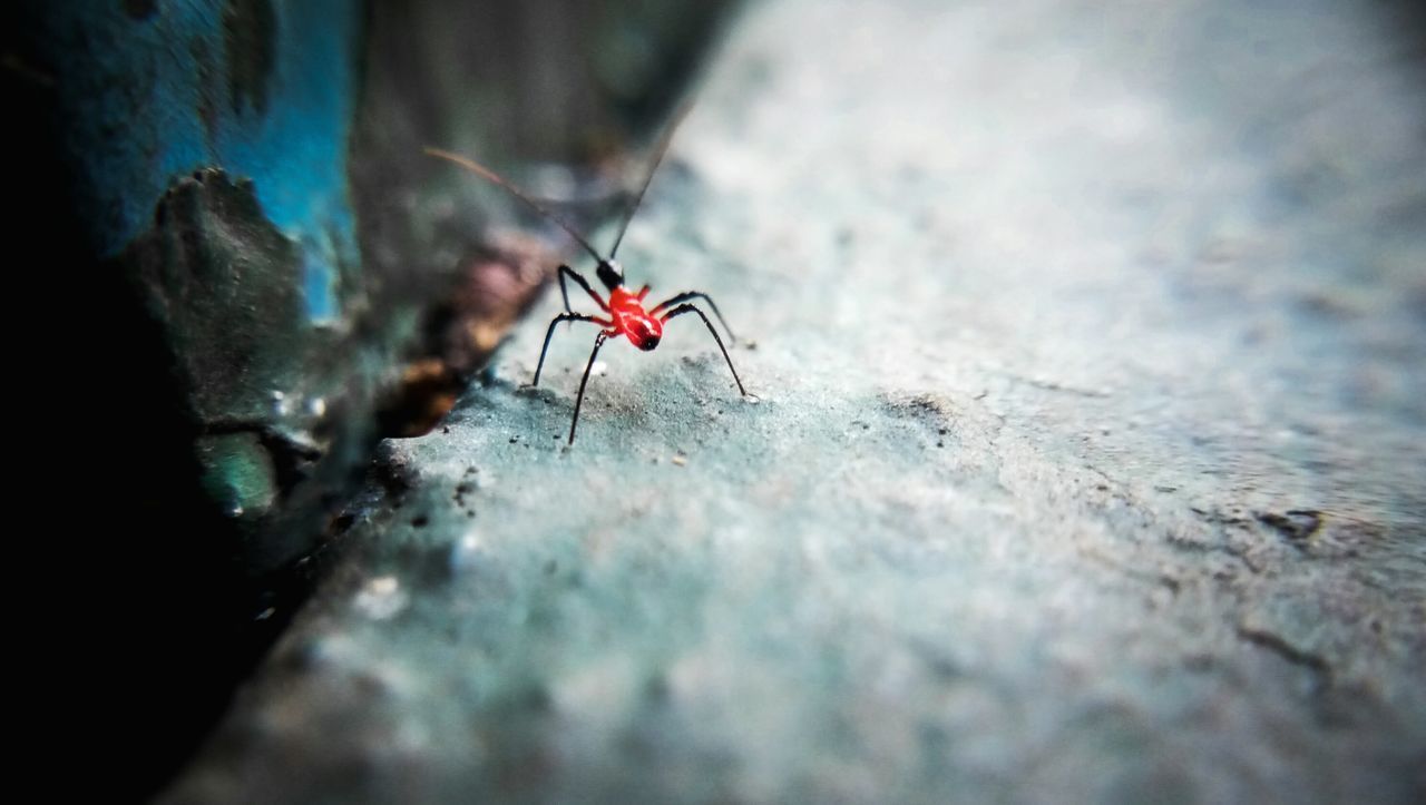 CLOSE-UP OF SPIDER AGAINST WALL