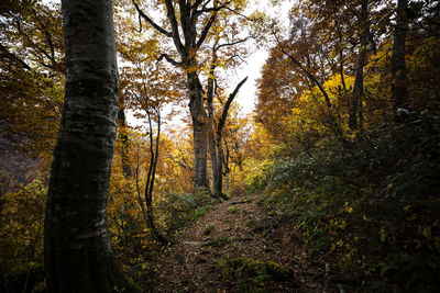 Trees growing in forest during autumn