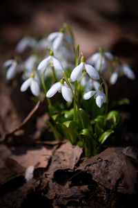 Close-up of white flowering plant