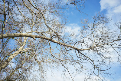 Low angle view of bare tree against sky