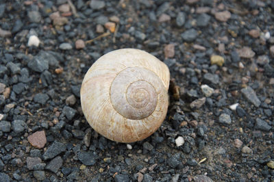 Close-up of snail