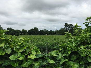 Scenic view of agricultural field against sky