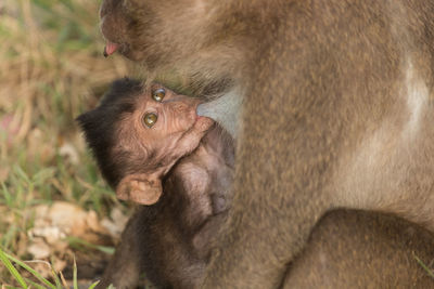 Close-up of long-tailed macaque feeding infant in zoo