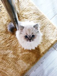 High angle portrait of cat relaxing on floor