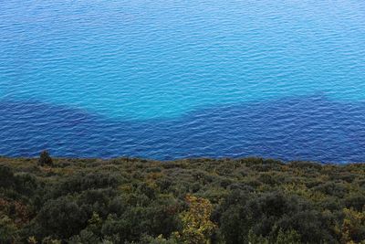 High angle view of sea and trees