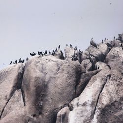 Flock of birds on rock