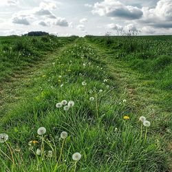 Scenic view of grassy field against sky