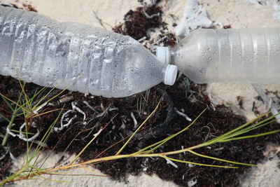 Close-up of plant in water