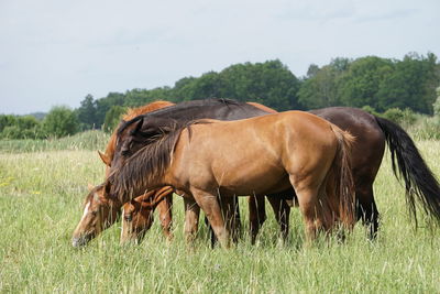 Horses in a field