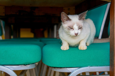 Cat sitting on chair