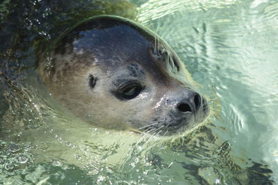 Close-up of a young seal in the water.