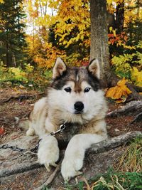 Portrait of dog on street during autumn