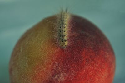 Close-up of strawberry