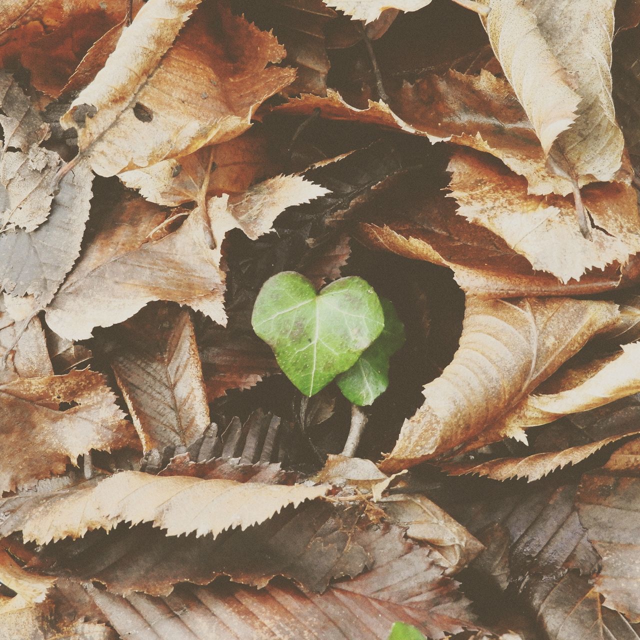 HIGH ANGLE VIEW OF DRIED LEAVES