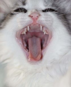Close-up of cat yawning