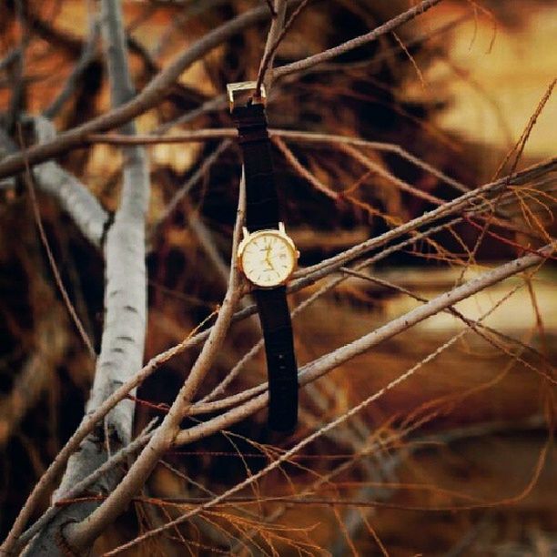 close-up, focus on foreground, metal, selective focus, twig, hanging, no people, outdoors, day, equipment, single object, plant, grass, stem, metallic, growth, field, forest, nature, still life