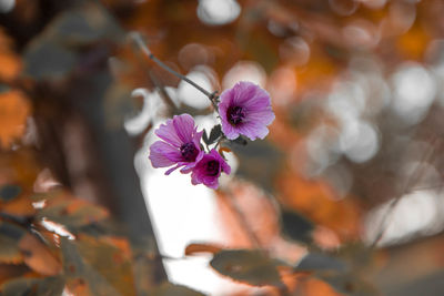 Close-up of purple flowering plant