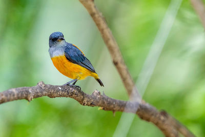 Close-up of bird perching on branch
