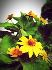 Close-up of yellow flowers blooming outdoors