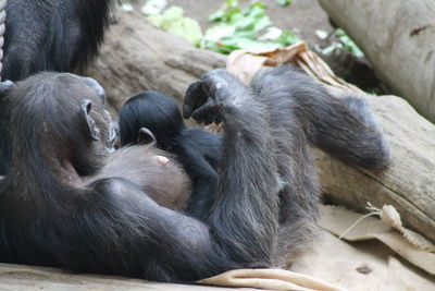 Monkey family in a zoo