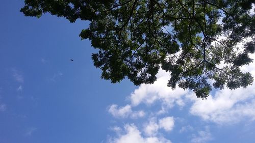 Low angle view of tree against sky