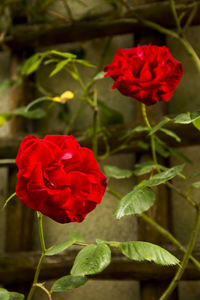 Close-up of red rose