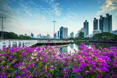 Purple flowering plants by river against buildings in city