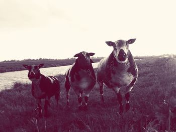 Cattle grazing on field