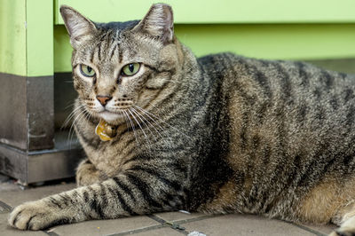 Close-up portrait of cat