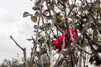 Low angle view of red flowers