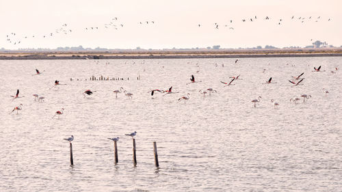 Birds flying over lake against sky