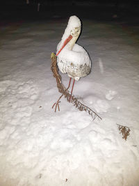 High angle view of swan perching