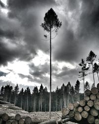 Stack of logs on field against sky