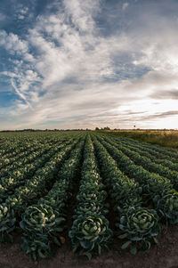 Scenic view of field during sunset