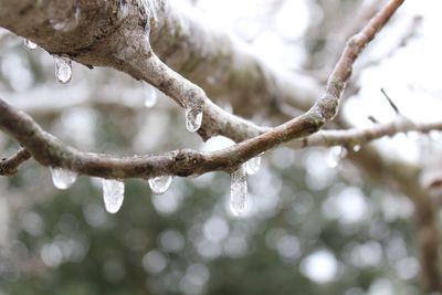 Low angle view of snow on branch