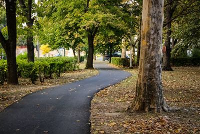 Empty road amidst trees in park