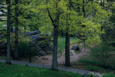 Trees in forest