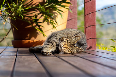 Cat, stretched out in afternoon sun, on wooden veranda