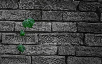 Close-up of ivy growing on brick wall