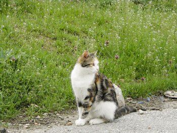 Cat sitting on field