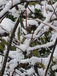 Close-up of snow covered tree