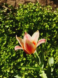 Close-up of flower blooming outdoors