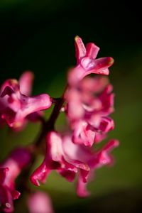 Close-up of pink flowers