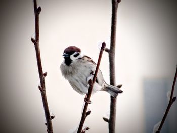 Close-up of bird perching on branch