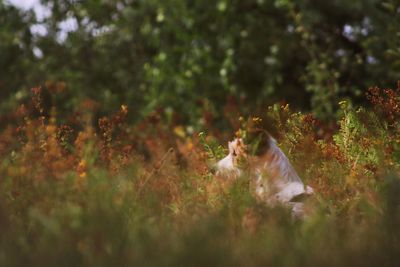 View of a cat on field