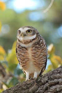 Close-up of owl perching on tree